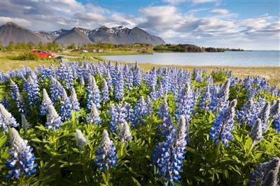 Island_Fjord Borgafjördur